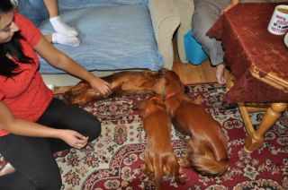 NADIM jamniki Kollapsar